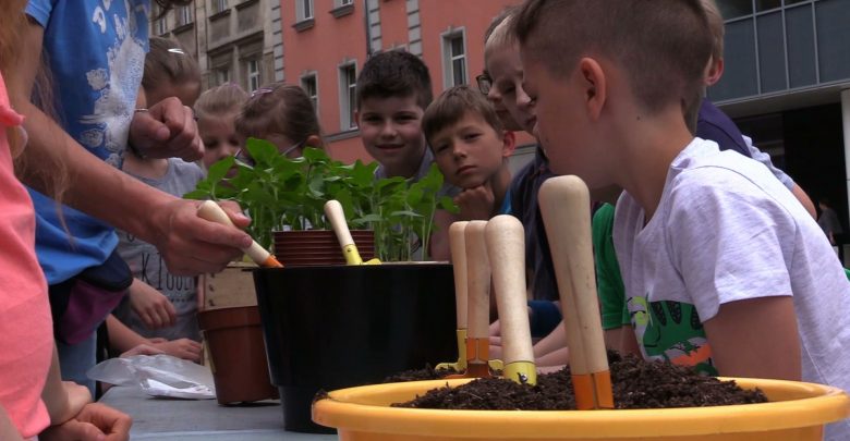 Katowice pełne słoneczników! Ruszyła akcja Fundacji Arka