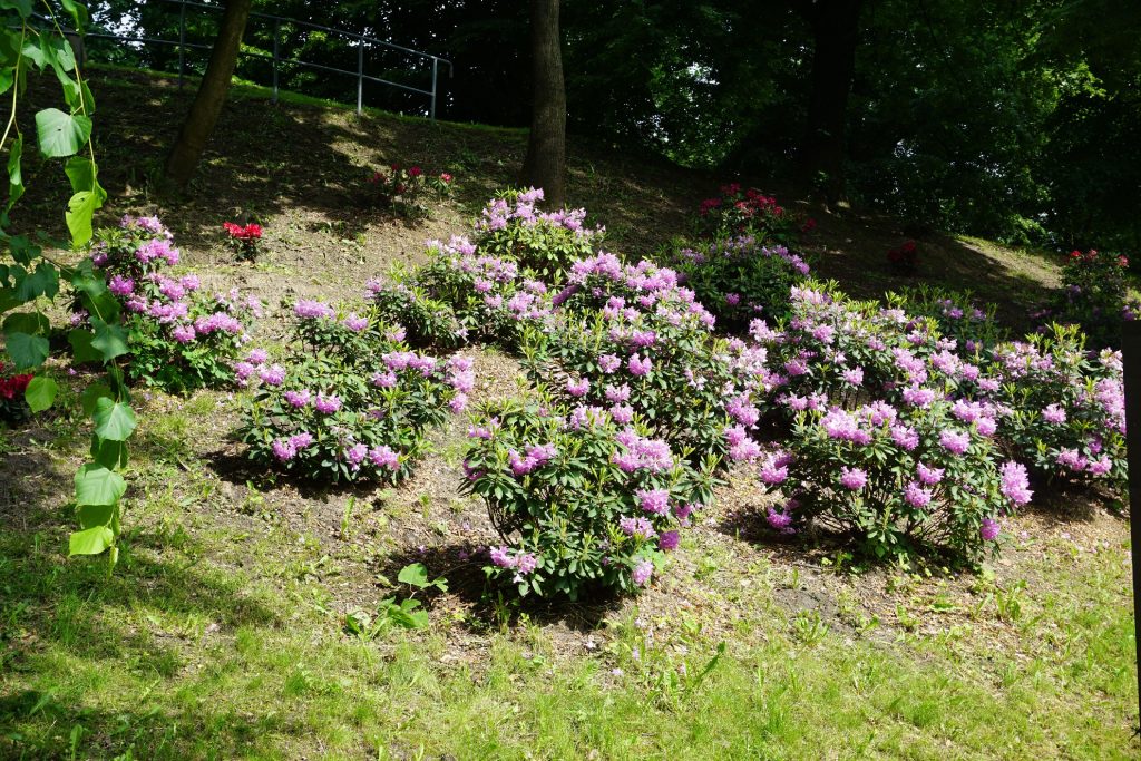 Fontanna na środku stawu? Park Szwajcara w Gliwicach ma nową atrakcję (fot.MZUK Gliwice)