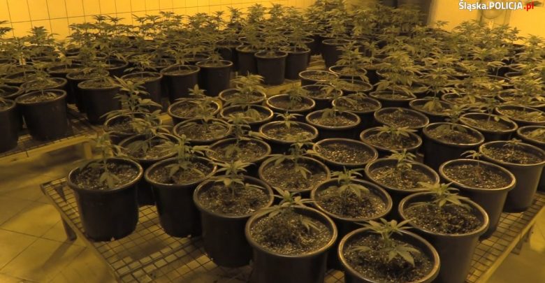 33-letni mieszkaniec Jaworzna okazał się bardzo zdolnym plantatorem konopi indyjskich (fot.policja)