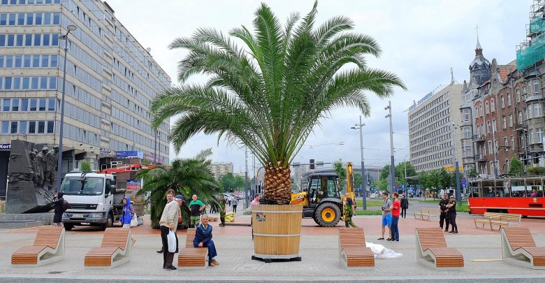Na Rynku w Katowicach będzie znowu jak na Majorce. Leżaki są, woda jest - będą i palmy. Bo palmy wracają do Katowic! (fot.archiwum)