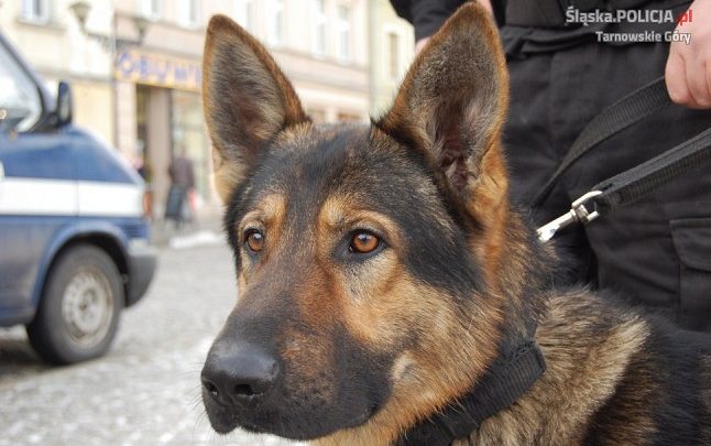 Tarnowskie Góry: Takiego przebiegu zorganizowanej prelekcji o narkotykach nikt się nie spodziewał (fot.Śląska Policja)