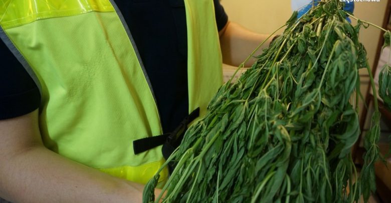Schował marihuanę między pomidorami. Policjanci jednak wypatrzyli krzaczki (fot.KMP Częstochowa)