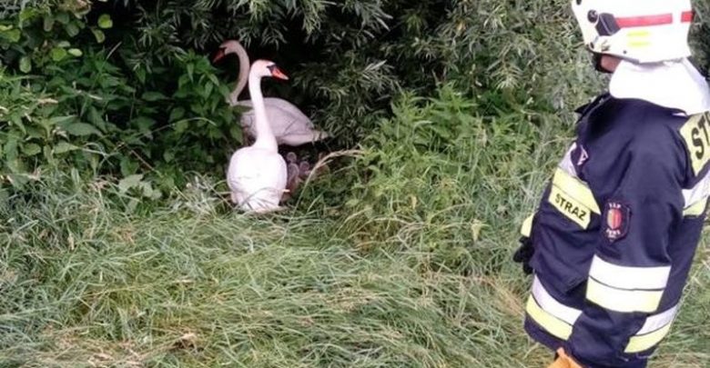 Rodzinę łabędzi wędrującą po obwodnicy w Żorach ratowali wspólnie strażacy i policjanci (fot.policja)