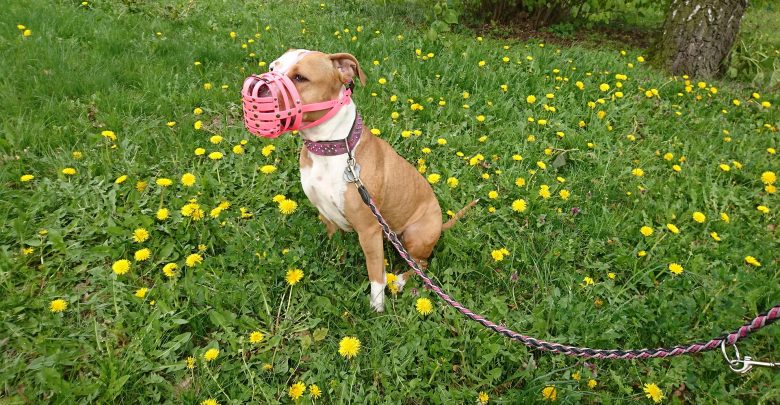 Amstaff zaatakował dzieci podczas zabawy. Walczą o życie w szpitalu (fot.poglądowe/www.pixabay.com)
