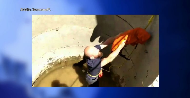 Śląskie: Zwierzęca seria, czyli zwierzaki w tarapatach. Służby ratowały sarnę i psa