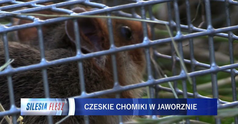 Chomiki europejskie z Czech zamieszkały w Jaworznie