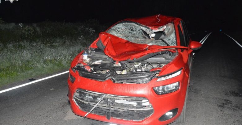 Zderzenie konia z citroenem. Zwierzę nie przeżyło (fot.Policja Lubelska)