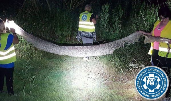 Gdzie jest ogromny pyton tygrysi? Są nowe tropy w poszukiwaniach węża! (Animal Rescue Polska)