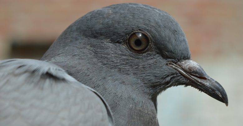 Rozdeptał gołębia na deptaku. Uważał, że nie zrobił nic złego, bo „inni ludzie jedzą gołębie i też je zabijają” (fot.poglądowe/www.pixabay.com)