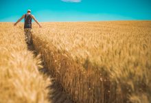 Będzie pomoc i odszkodowania dla rolników? Susza rujnuje zbiory w całym kraju! (fot.poglądowe - pixabay.com)