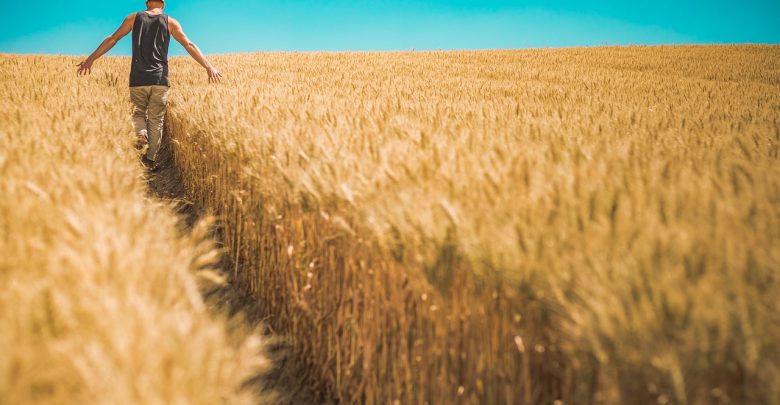 Będzie pomoc i odszkodowania dla rolników? Susza rujnuje zbiory w całym kraju! (fot.poglądowe - pixabay.com)