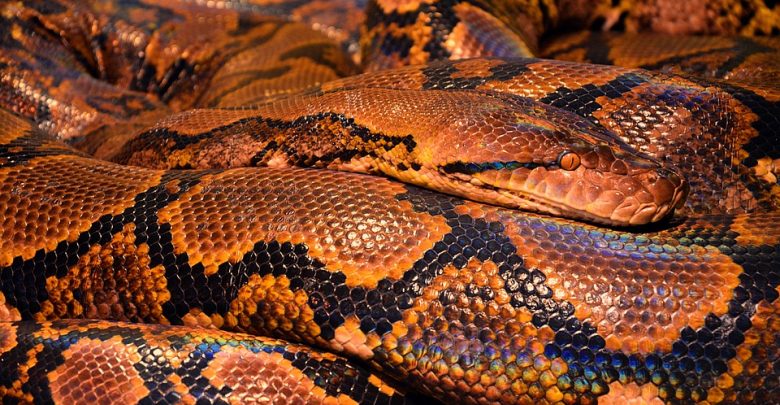 W chorzowskim zoo można zobaczyć nielegalne pamiątki z egzotycznych podróży (fot.poglądowe pixabay)
