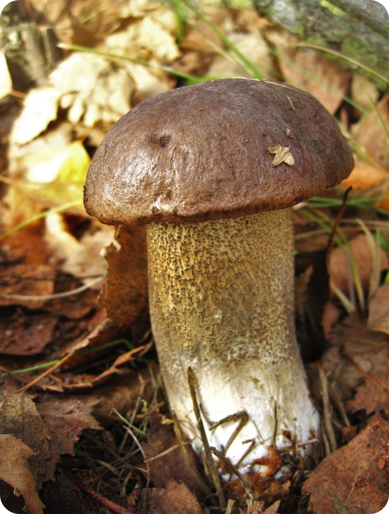 Grzyby jadalne i trujące - koźlarz babka (fot. pixabay.com)