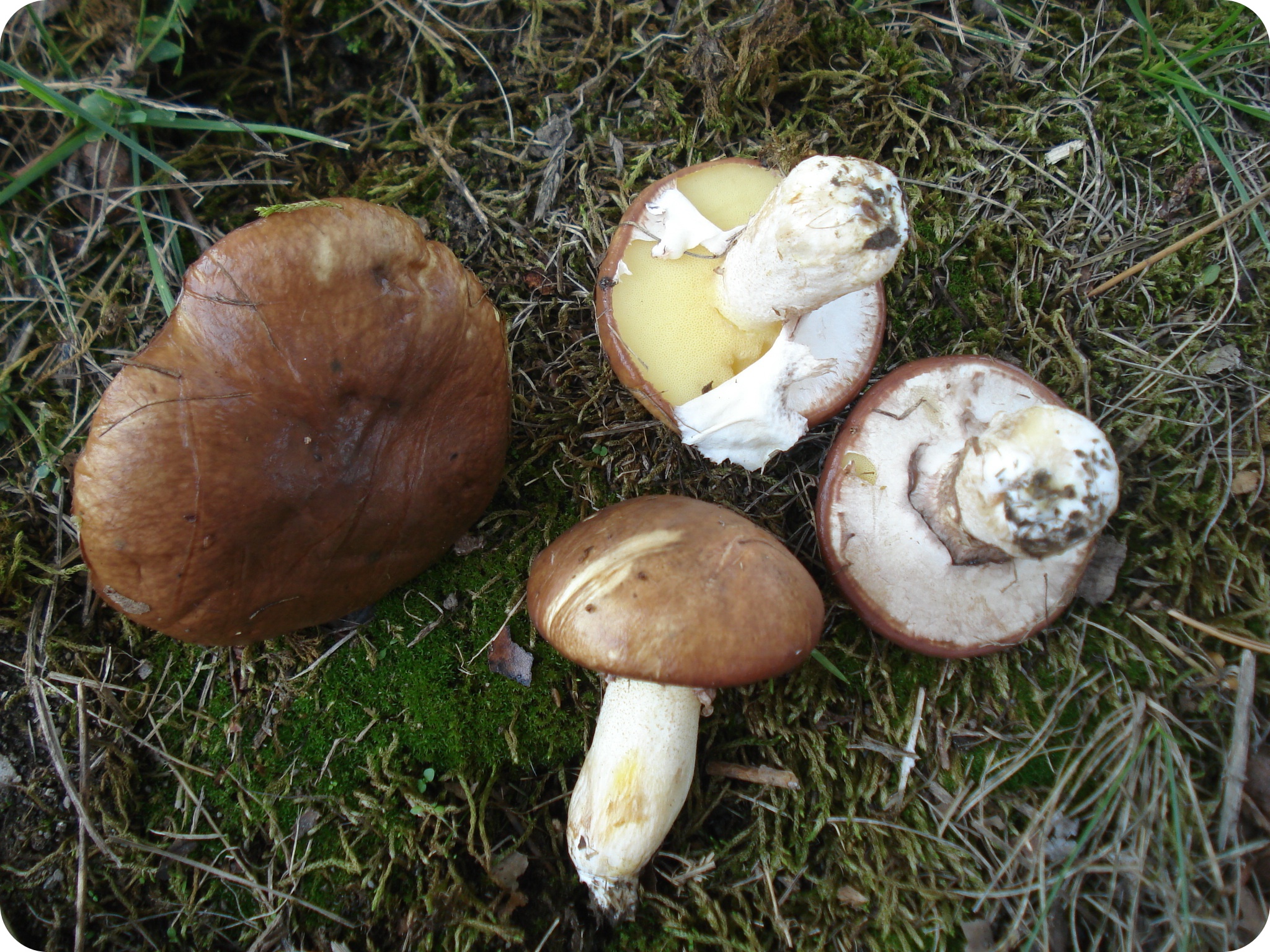 Grzyby jadalne i trujące - maślak zwyczajny (fot. Wikipedia)
