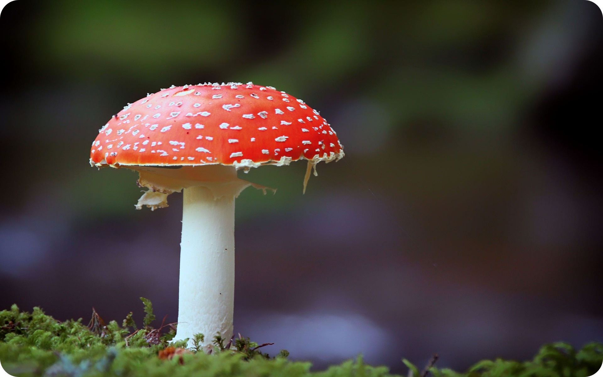 Grzyby jadalne i trujące - muchomor czerwony (fot. pixabay.com)