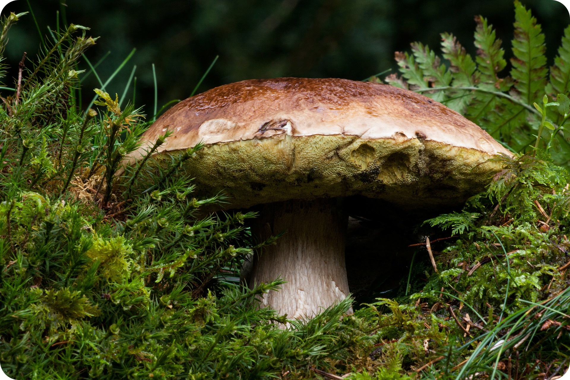 Grzyby jadalne i trujące - prawdziwek (fot. pixabay.com)