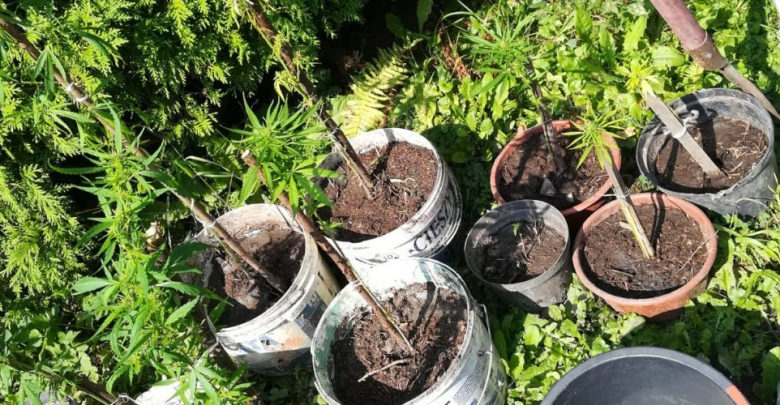 Marihuana spokojnie rosła sobie w ogródku. Policja zlikwidowała kolejną plantację (fot.policja)