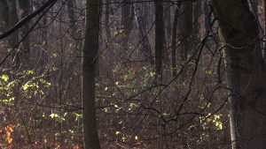 Stowarzyszenie „Nasz Park” i część mieszkańców Chorzowa sprzeciwiają się budowie osiedla na terenie po Międzynarodowych Targach Katowickich