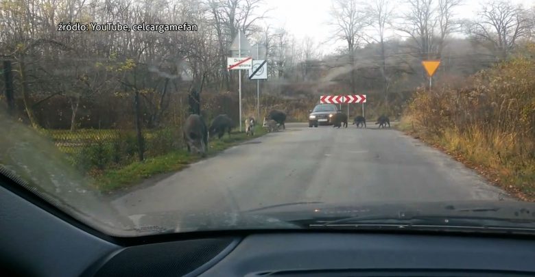Śląskie: Dziki w miastach tylko do odstrzału? Samorządy przegrywają wojnę z dzikami