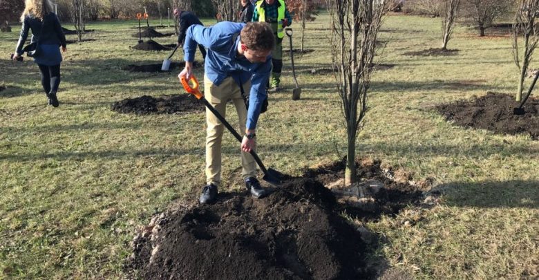 W Katowicach sadzą las, w Tychach rozdają flagi na auta. Śląskie przygotowuje się na 100-lecie niepodległości Polski