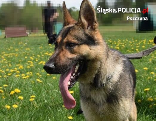 Jakie obowiązki mają właściciele czworonogów? Zobaczcie, jeśli chcecie uniknąć kary! (fot.Śląska Policja)