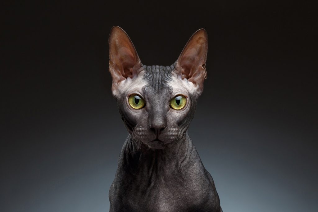 Grumpy Sphynx. W Centrum Handlowym Europa Centralna odbędzie się Pokaz Kotów Rasowych. Do Gliwic przyjedzie kilkadziesiąt czworonogów(fot.mat.pras)