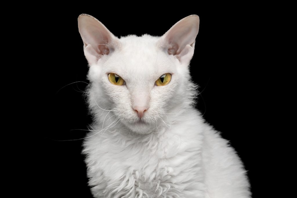 Sphynx. Grumpy Sphynx. W Centrum Handlowym Europa Centralna odbędzie się Pokaz Kotów Rasowych. Do Gliwic przyjedzie kilkadziesiąt czworonogów(fot.mat.pras)