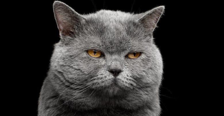 British shorthair grey cat. Sphynx. Grumpy Sphynx. W Centrum Handlowym Europa Centralna odbędzie się Pokaz Kotów Rasowych. Do Gliwic przyjedzie kilkadziesiąt czworonogów(fot.mat.pras)