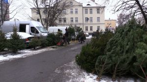 Żywa choinka na święta? Tak, ale z legalnego źródła. Inaczej może być baaardzo drogo!
