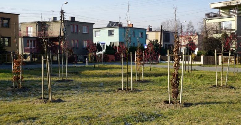 Gliwice jak dżungla? W mieście posadzono właśnie 1000 nowych drzew! (fot.UM Gliwice)