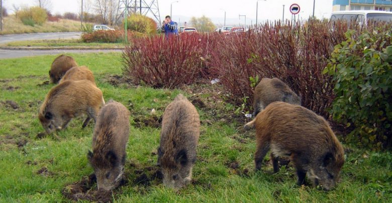 SZOK! Dziki grasują w Bytomiu! Mieszkańcy nie wiedzą co robić