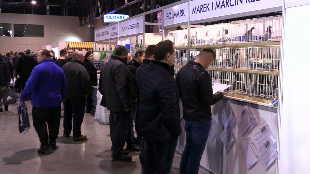 Najpiękniejsze i najdroższe gołębie można podziwiać w Sosnowcu. Ruszyły gołębiarskie targi