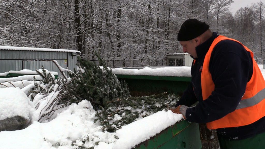 W większości miast, firmy, które zbierają choinki, przeznaczą je na kompost