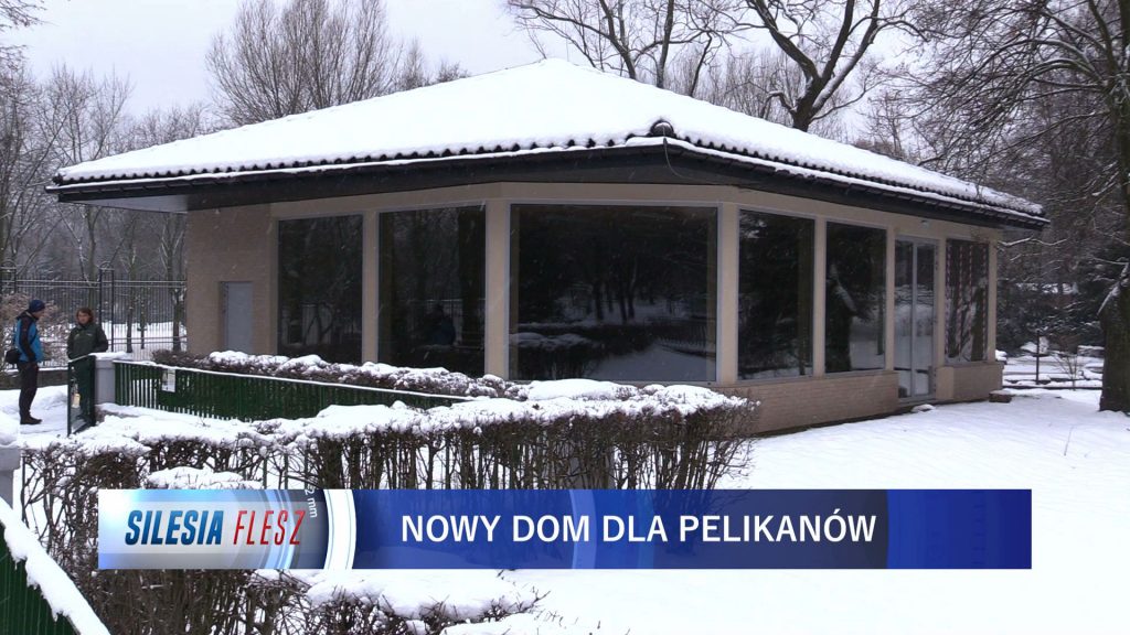 Pelikany małe ze Śląskiego Ogrodu Zoologicznego w Chorzowie mają nowy dom