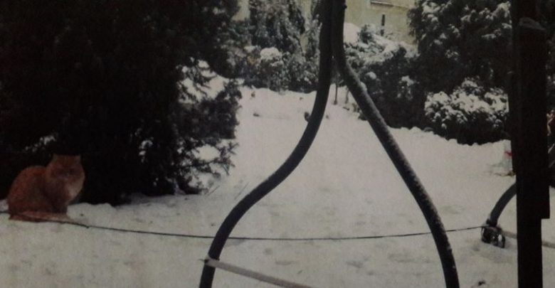 Katowice: przywiązała kota do huśtawki