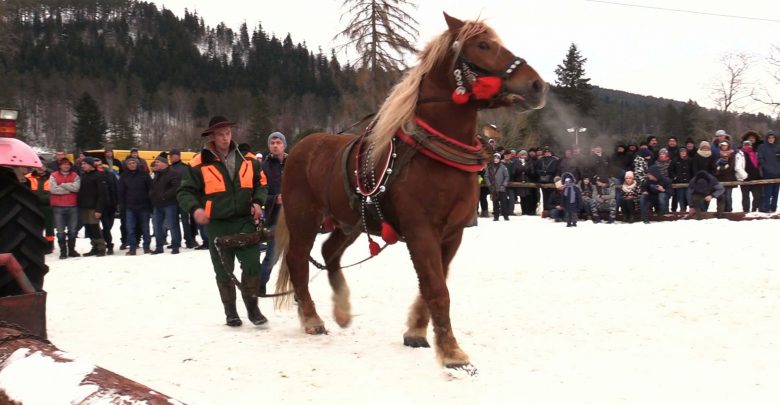 Lejce i bat zamiast biegów i kierownicy, czyli Zawody Furmanów w Węgierskiej Górce!