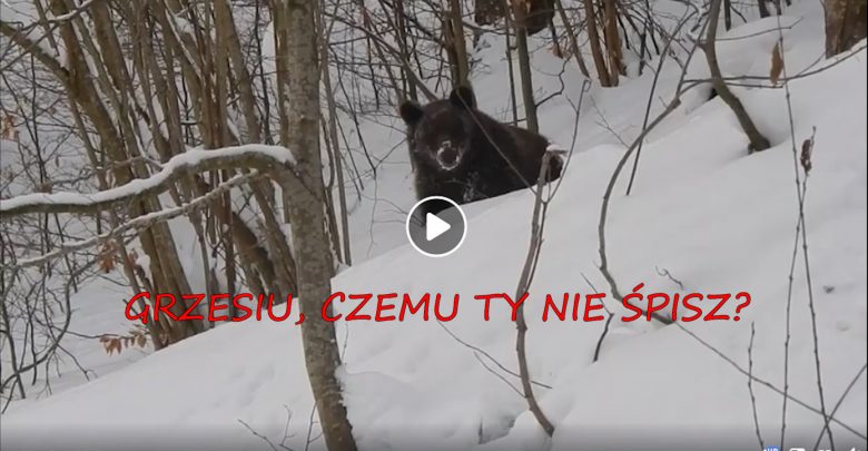 Leśniczy spotyka misia: "Grzesiu, czemu ty nie śpisz?" ;-) WIDEO to hit internetu! (fot.facebook/Nadleśnictwo Baligród, Lasy Państwowe)