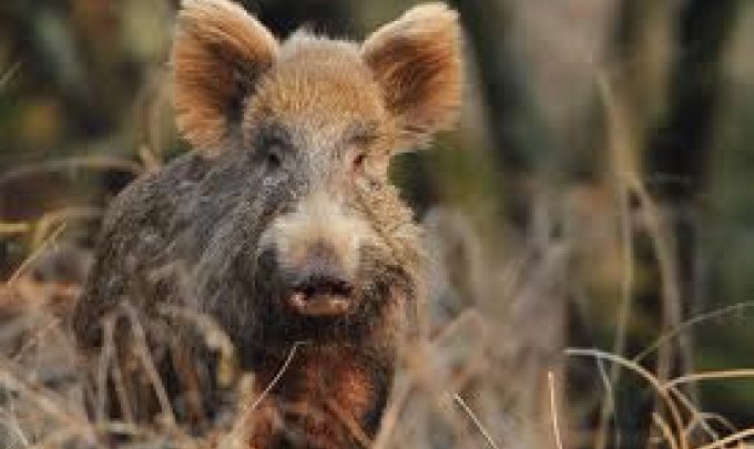 Zawiercie: na ratunek dzikom! Pod zwierzętami załamał się lód