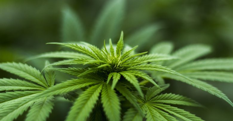 Częstochowa: kolejna plantacja konopi zlikwidowana. Fot. poglądowe pixabay.com