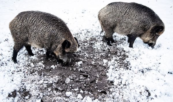 Odstrzał dzików ma rozpocząć się w najbliższą sobotę, 12 stycznia.