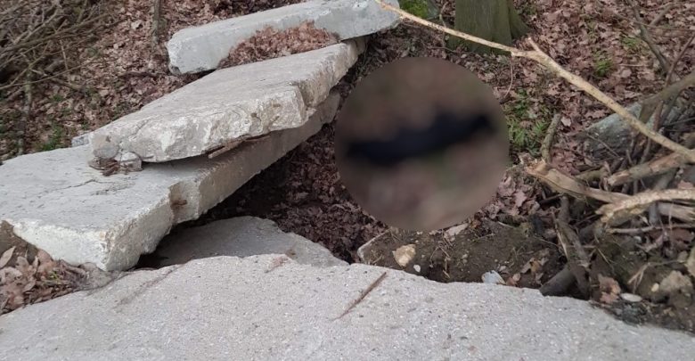 Knurów: Potrącił psa i uciekł. "Nie było to przypadkowe zdarzenie". Policja szuka sprawcy (fot. KMP Gliwice