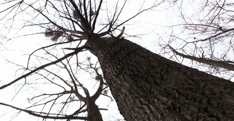 1200 drzew do wycinki pod budowę przy Parku Śląskim?