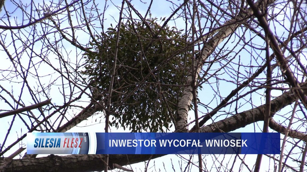 Inwestor, który planował budowę osiedla przy Parku Śląskim złożył do Urzędu Miasta w Chorzowie wniosek o wycinkę ponad 1200 drzew