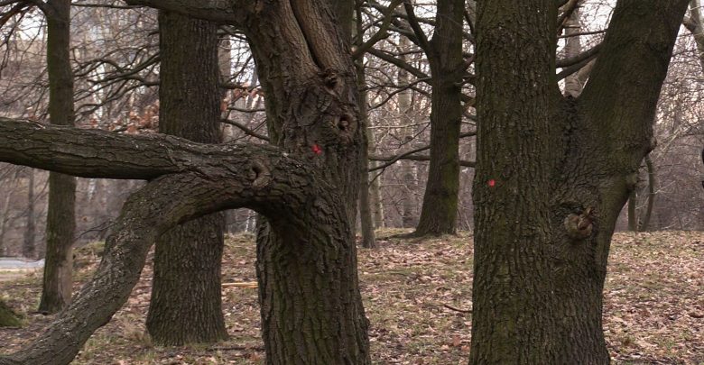 Mieszkańcy osiedla Wielka Skotnica w Mysłowicach obawiają się, że ostatni skrawek zieleni w tym miejscu zostanie wycięty