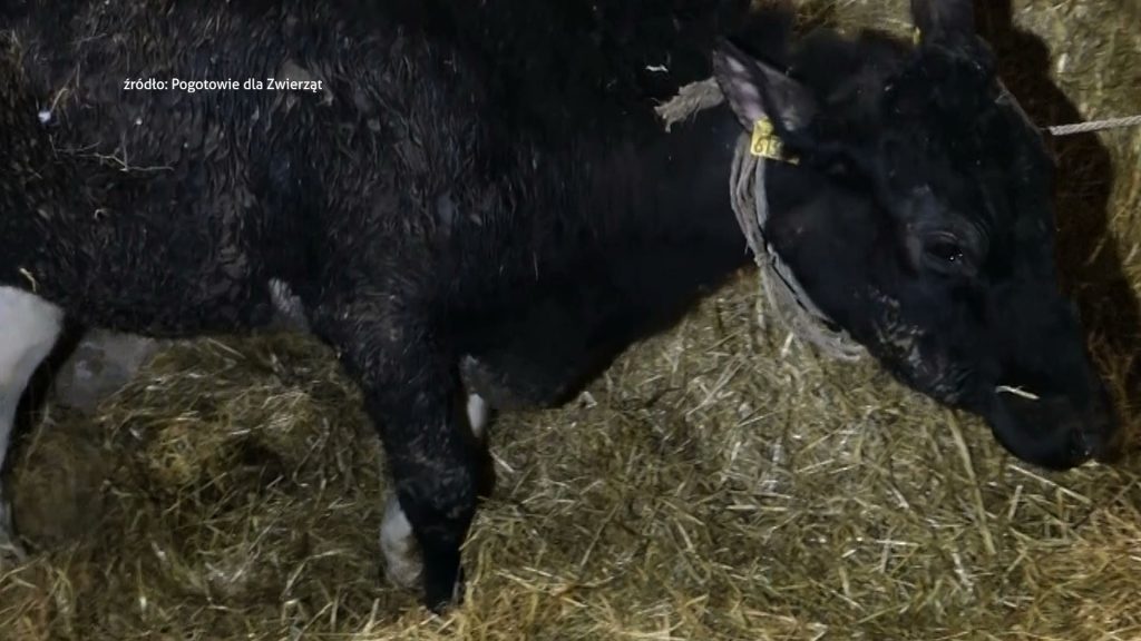 Z relacji świadków wynika, że konie i krowy miały być w niej zabijane młotkiem, żeby oszczędzać naboje w pistolecie, który służy do uboju