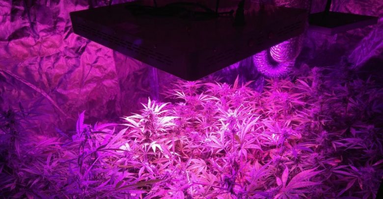 Plantacja marihuany zlikwidowana w Raciborzu (fot.KPP Racibórz)