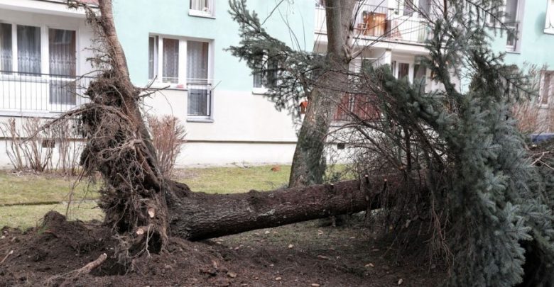 Ponad 100 dachów zerwanych, tysiące drzew powalonych! Silny wiatr znowu siał zniszczenie!