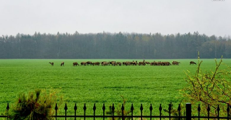 Kłusownik grasuje pod Gliwicami. W rejonie Świbia myśliwi natknęli się na rozkładające się ciało jelenia. Łowczy nie mają wątpliwości - to robota kłusownika (fot.KMP Gliwice)