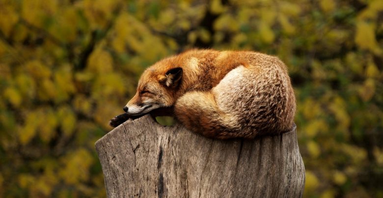 Wiosenna akcja szczepienia lisów w Katowicach (fot.poglądowe/www.pixabay.com)