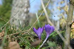 krokusy w Beskidach